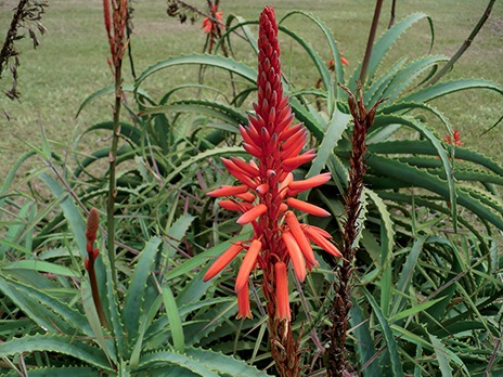 aloe arbo